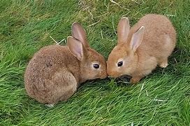 Image result for Cute Bunnies Kiss