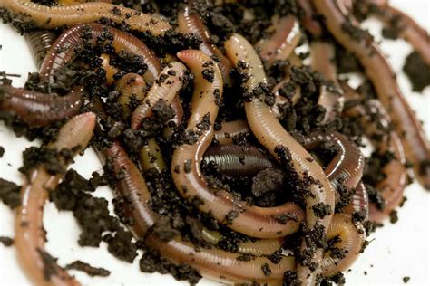 Earthworms and Soil Bacteria Decomposers
