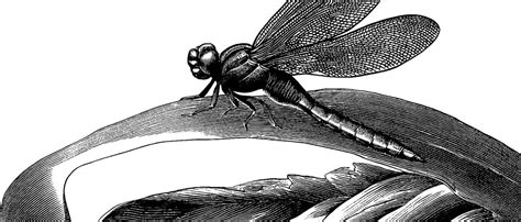 Engraved illustration of dragonfly landing on curl | Premium Vector