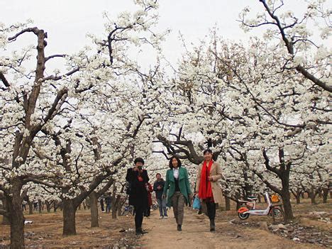 贵州：第七届“金谷春雪”梨花节4月2日开幕- 园林资讯 - 园林网