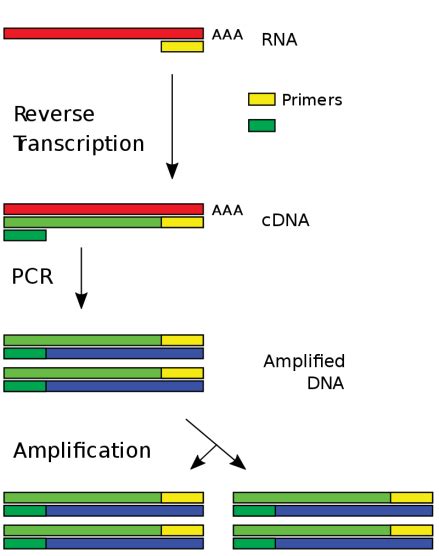 Image result for Animation PCR Reverse Transcriptase
