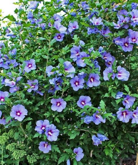 Rose Of Sharon Hibiscus