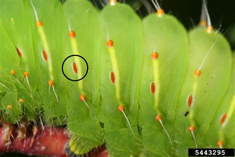 Can insects breathe in water? | Integrated Crop Management