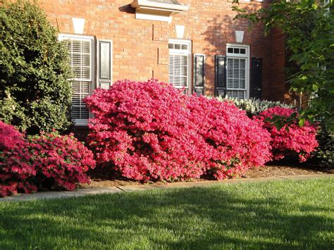 When And How To Trim Azalea Bushes at Rachel Fairweather blog