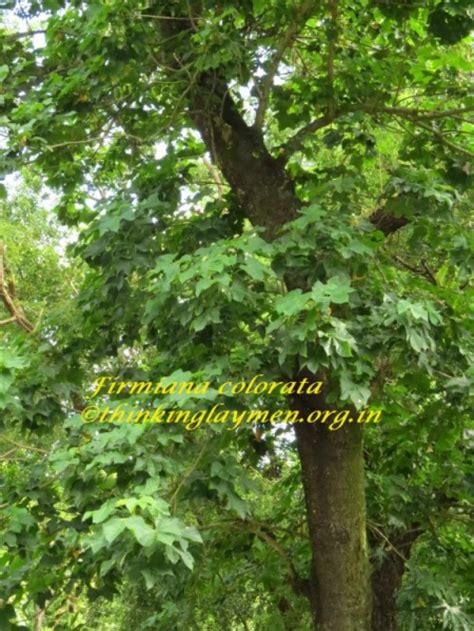 Medicinal Plant Details