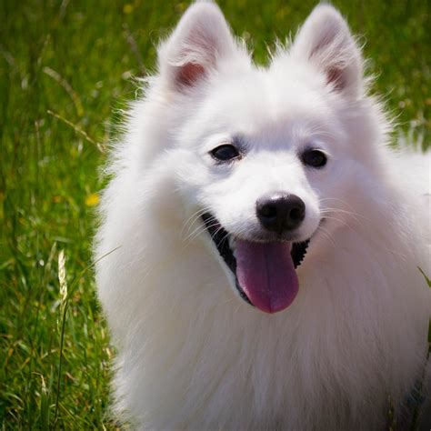 White Images Of Dogs