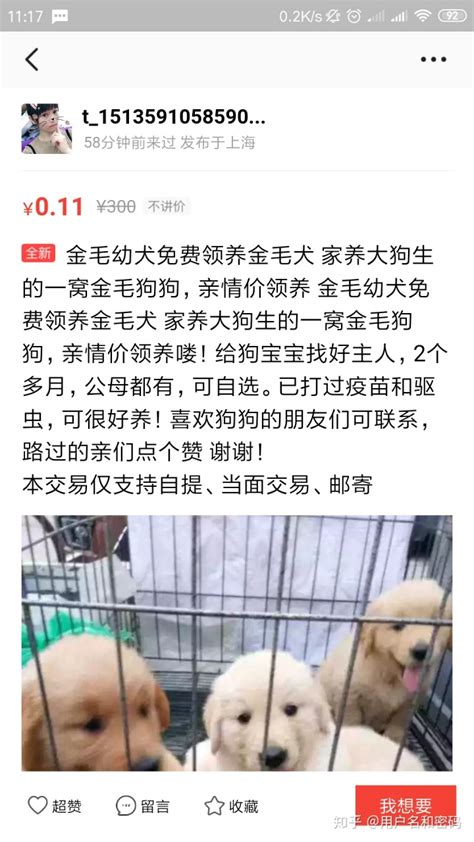曝光杭州一家专卖星期狗的宠物店 #金毛#星期狗#宠物店#犬舍#杭州#买狗 - 知乎
