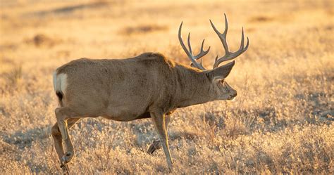 The 2025 Colorado Secondary Draw — Hunting licenses available and ...