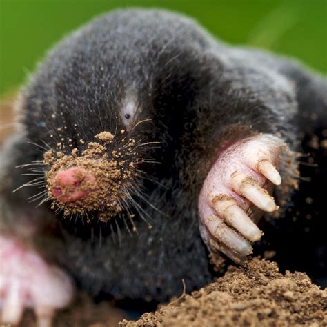 Mole Animal Eyes