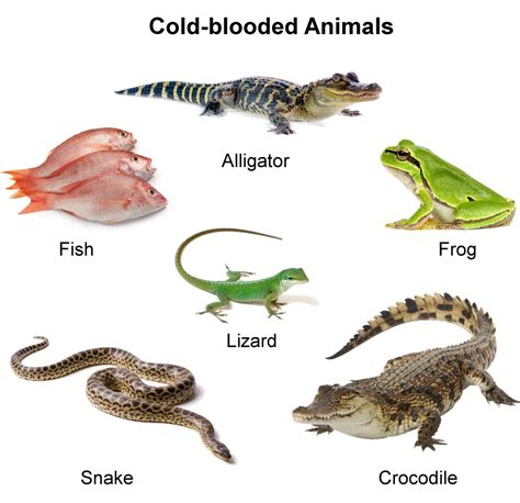 Warm Vs Cold Blooded