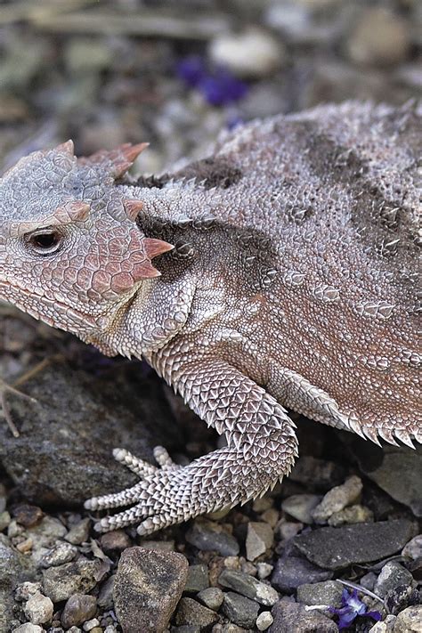 What If Dog Eats Lizard