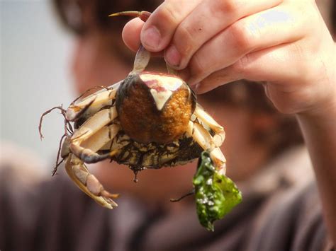 Bildergebnis für crab+while+pregnant