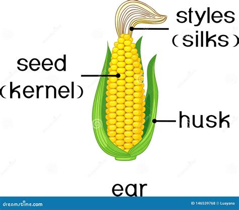 Parts Of Plant. Morphology Of Ripe Corn Ear With Titles Vector ...