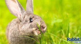 Image result for Wild Rabbit Eating Carrot