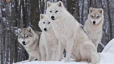 Wallpaper Wolf Pack Images by Wolfpack Wallpapers Wallpaper Cave Wallpaper Wolf Pack Images