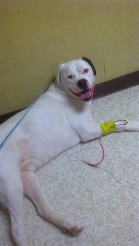 Top 1,731 Complaints and Reviews about Beneful Pet Foods