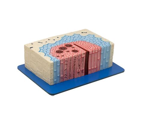 Buy Plant Tissue Cambium Model – 3D Educational Tool for Biology Labs