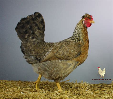 Quality Fertile Cream Crested Legbar Hatching Eggs – UK POULTRY