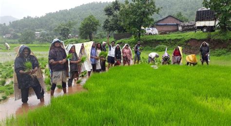 AI impact on India: How AI will transform Indian agriculture