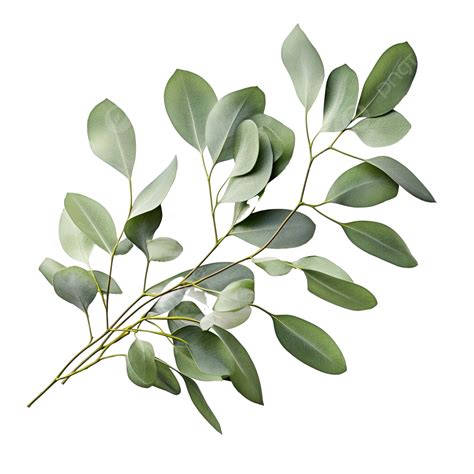 Green Leaf Branches Eucalyptus Olive Green Leaves, Watercolor, Leaf, Botanical PNG Transparent ...