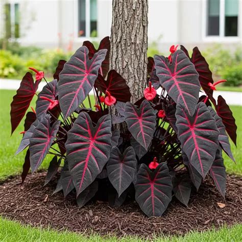 Red-Black Caladium: The Dramatic Foliage Plant for Bold Gardens - DIY ...