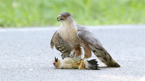What’s For Dinner? Sharp-shinned and Cooper’s Hawks Pick Different ...