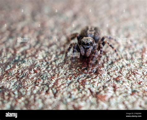 House Jumping Spider (Pseudeuophrys lanigera Stock Photo - Alamy