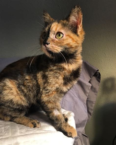 My 4 month old kitten being adorable and stuff : r/cats