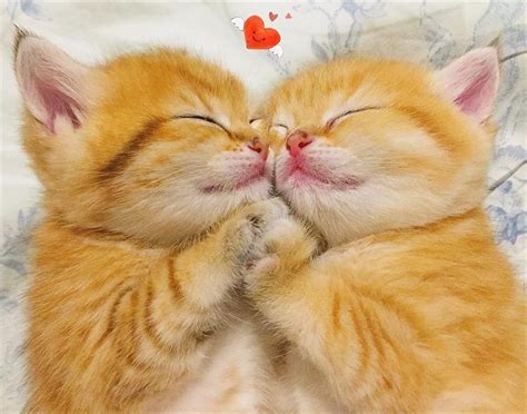 cat pictures love