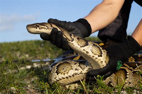 Image result for Catching Invasive Pythons