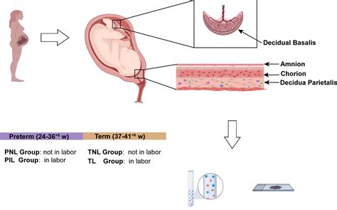 Frontiers | Immune Deviation in the Decidua During Term and Preterm Labor