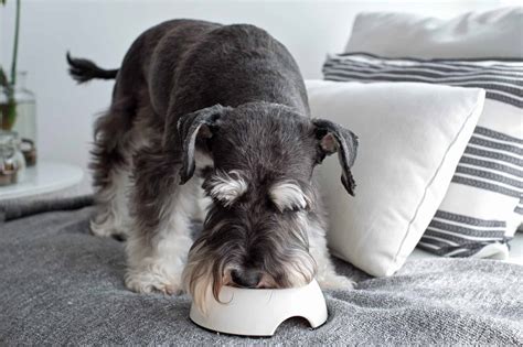 How Much to Feed a Miniature Schnauzer (Feeding Chart)