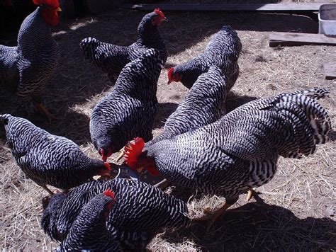 plymouth Barred rock bantams | BackYard Chickens - Learn How to Raise ...
