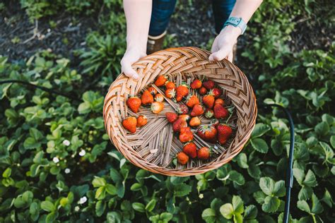 How to use a Flat of Strawberries - The Newcomb Farm