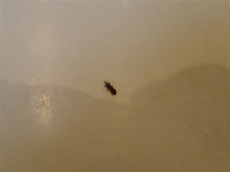 Bugs In Bathroom
