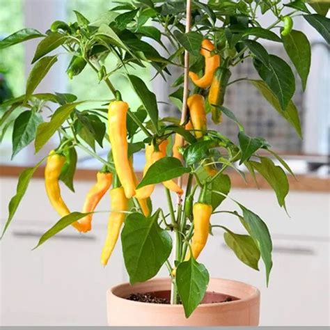 Buy Golden Hills Purple Kantari African Bird Hot Chilli Seeds: Exotic ...
