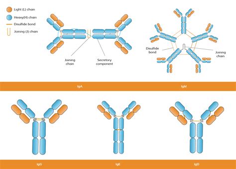 Immunoglobulin A High Defining The Features And Duration Of Antibody