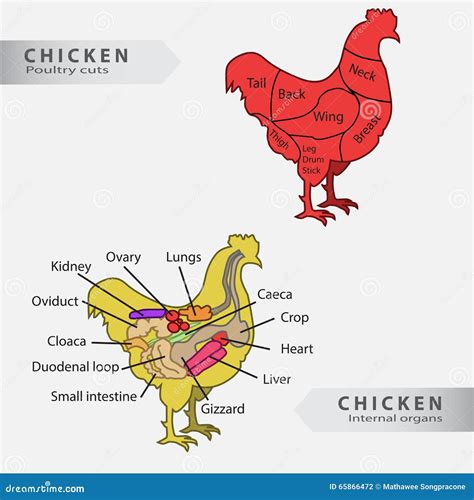 Basic Chicken Internal Organs and Cuts Chart Stock Illustration ...