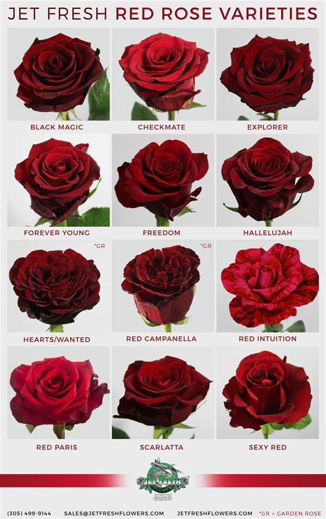 A Guide To Red Roses
