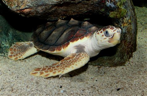 Loggerhead Sea Turtle 的图像结果