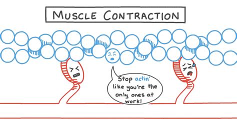 Image result for Muscle Contraction Animation