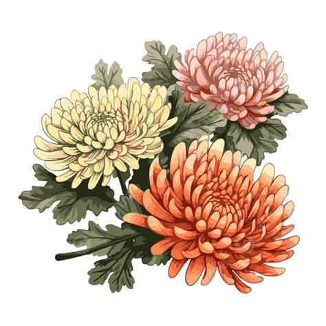 Chrysanthemum Clipart Chrysanthemum Flower Clipart Images | Free