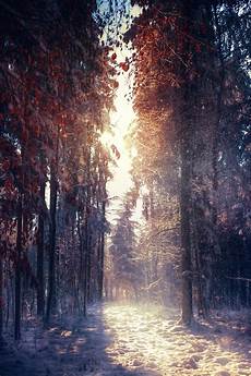 Background Images Portrait by Nature Photography Portrait Display Wallpapers Hd Background Images Portrait