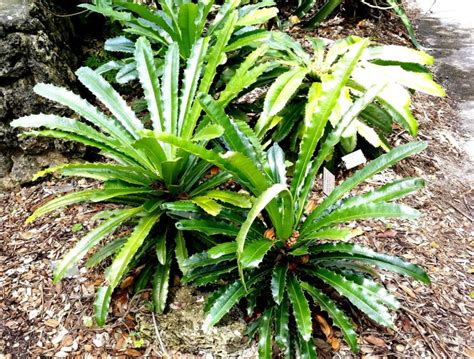 Theophrasta americana - Guayabo de Indio | Fairchild Botanic Garden