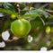 Black Sapote Fruit Plant (Diospyros Nigra) – veliyathgardens