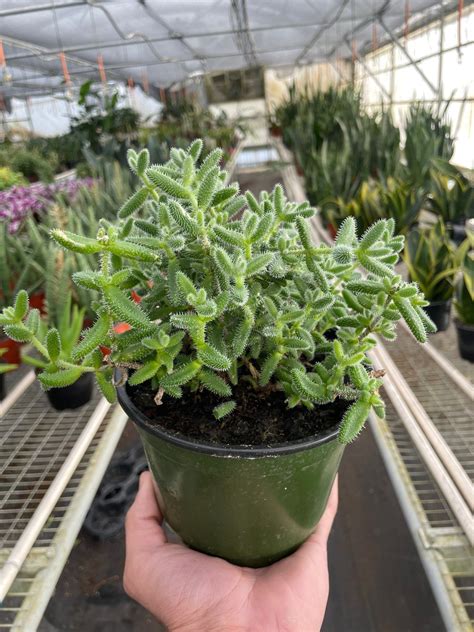 Delosperma echinatum 'Pickle Plant' – Mickey Hargitay Plants
