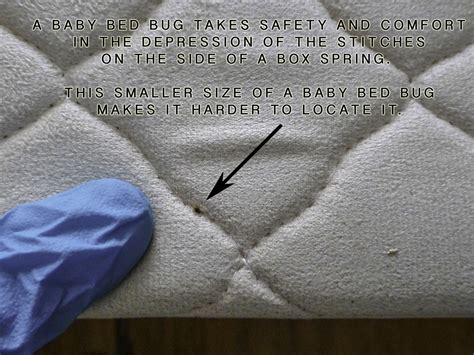 What Do Bed Bug Stains Look Like On A Mattress at Bill Voigt blog