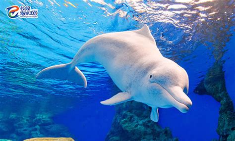 僅剩八十隻白海豚終於有「法」可保護 林務局公告重要棲息地 - 上下游News&Market新聞市集