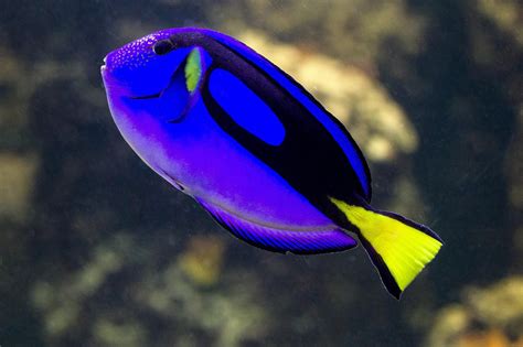 Blue Surgeonfish / Regal Blue Tang – Chennai Marine Aquarium