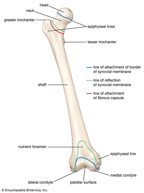 Human skeleton - Arms, Legs, Joints | Britannica